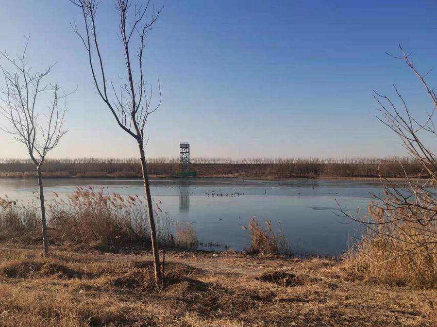 我随已年过半百,在齐河还是第一次见到它们.