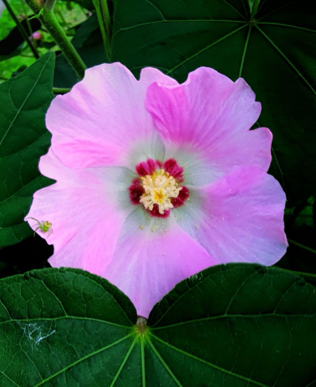 木芙蓉花开三色