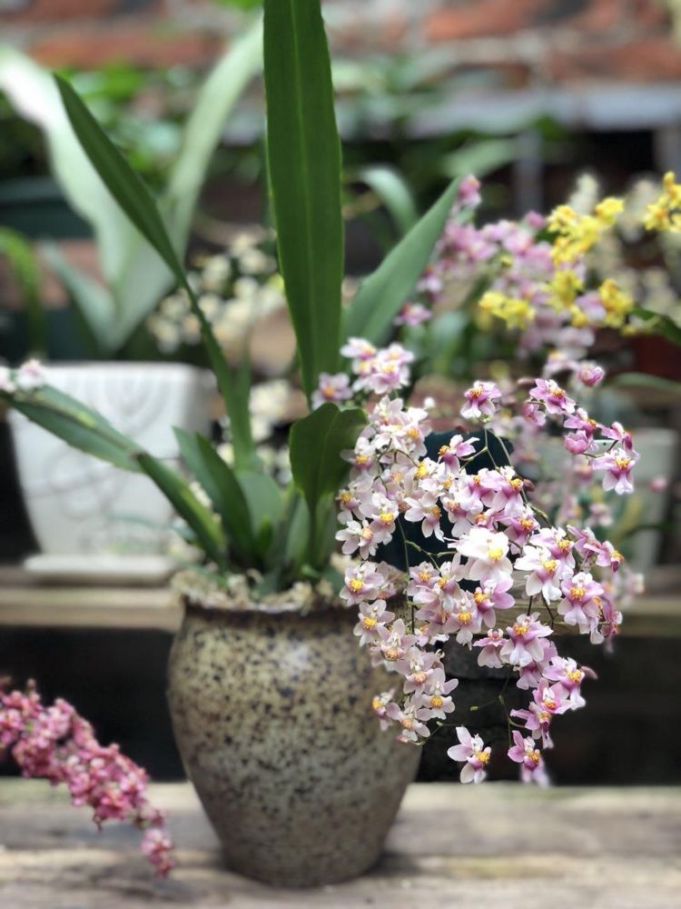 6种香水花冬天娇滴滴一朵花开满屋染香气闻一闻身体好