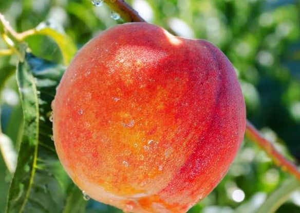 跨年夜晚上零下10度道路都结冰了,多吃3种吉吉果,寓意事事顺心休闲区蓝鸢梦想 - Www.slyday.coM 跨年夜晚上零下10度道路都结冰了,多吃3种吉吉果,寓意事事顺心休闲区蓝鸢梦想 - Www.slyday.coM