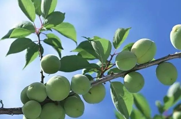 跨年夜晚上零下10度道路都结冰了,多吃3种吉吉果,寓意事事顺心休闲区蓝鸢梦想 - Www.slyday.coM 跨年夜晚上零下10度道路都结冰了,多吃3种吉吉果,寓意事事顺心休闲区蓝鸢梦想 - Www.slyday.coM