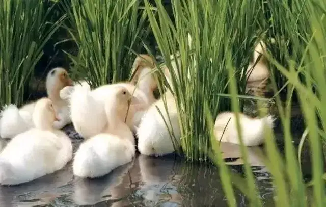 深圳周边这3家新晋网红民宿，有稻田才是最向往的生活丨南方民宿休闲区蓝鸢梦想 - Www.slyday.coM