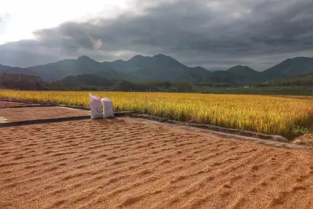 深圳周边这3家新晋网红民宿，有稻田才是最向往的生活丨南方民宿休闲区蓝鸢梦想 - Www.slyday.coM