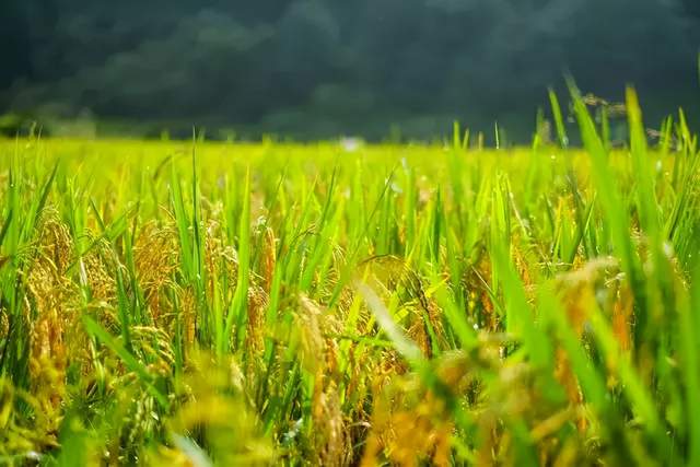 深圳周边这3家新晋网红民宿，有稻田才是最向往的生活丨南方民宿休闲区蓝鸢梦想 - Www.slyday.coM