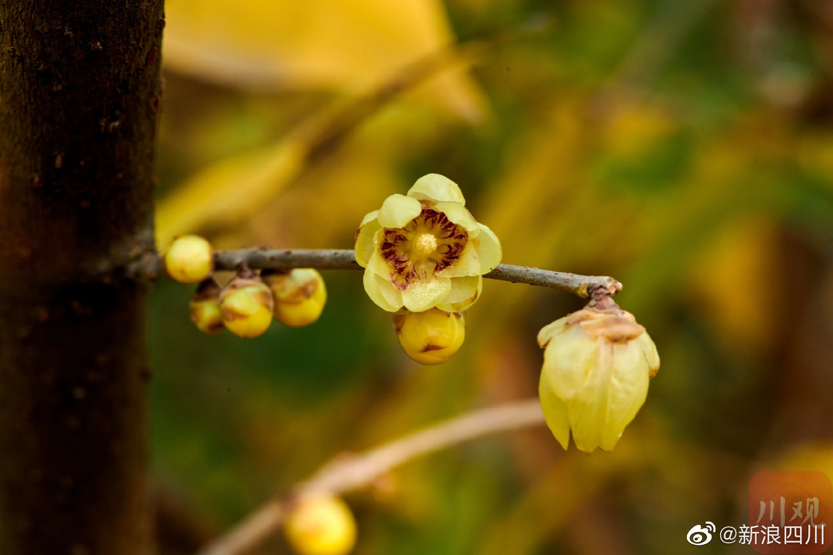 成都塔子山公园腊梅花香飘四溢