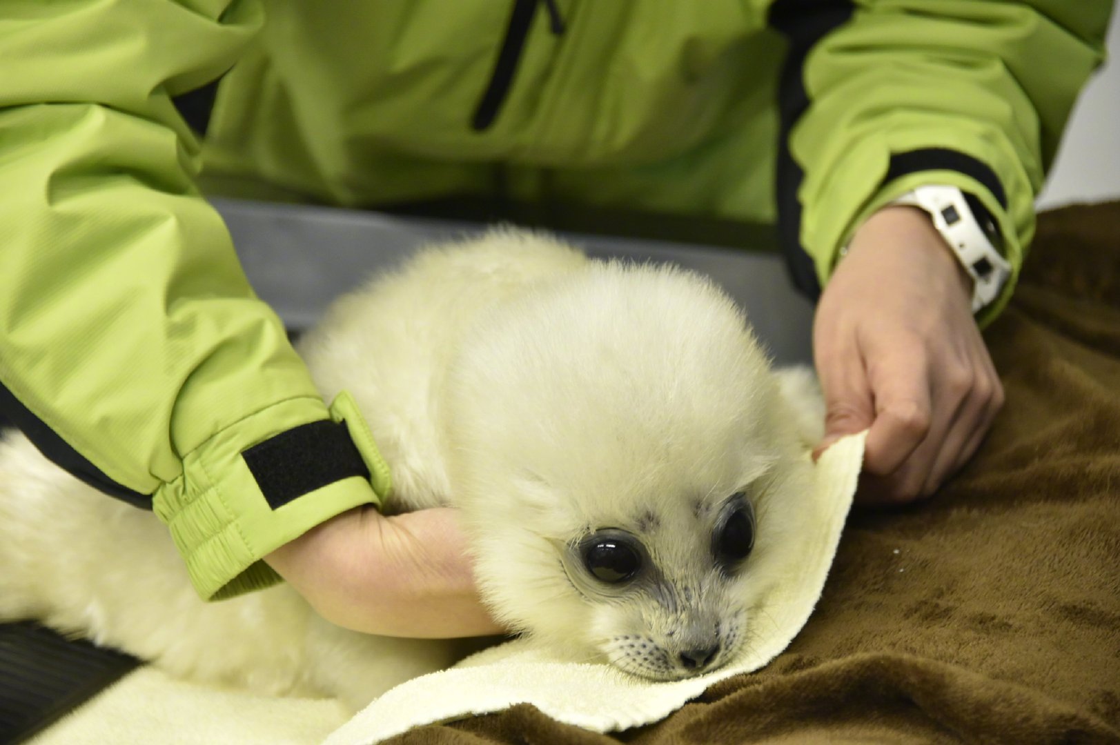 是可可爱爱的环斑海豹.心化了 .