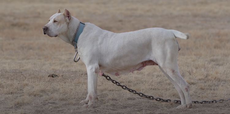 五种猛犬它们是怎么繁衍的历史渊源有哪些