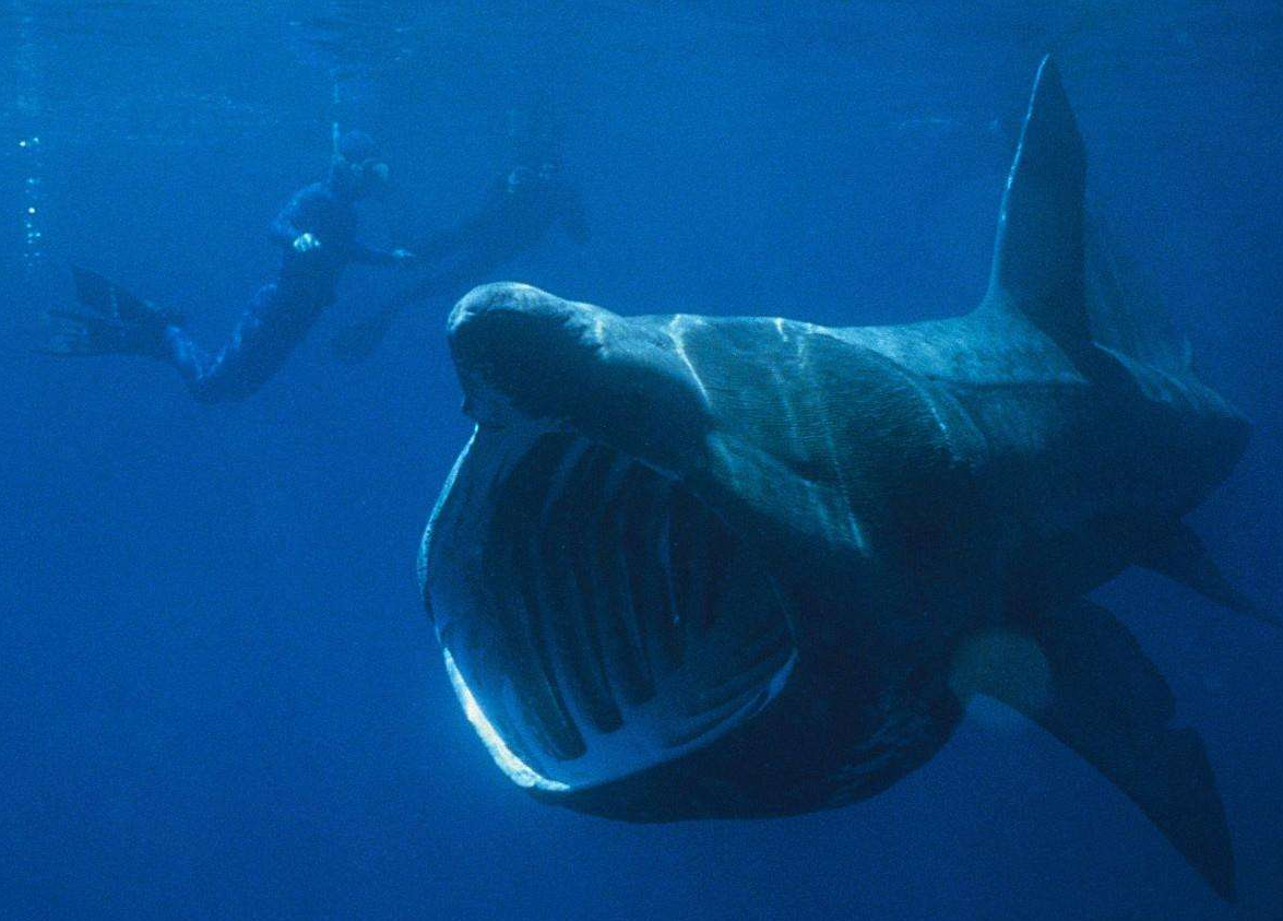 海洋发现外星生物南极再现人造人科学家人类或来自外太空