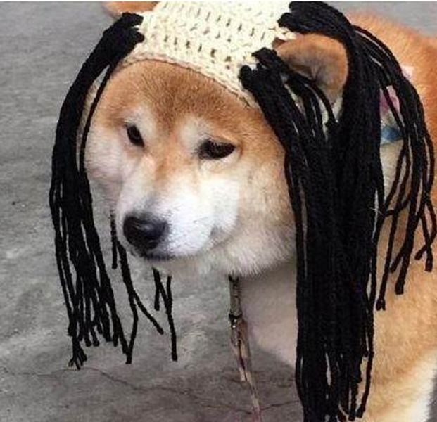 主人给胖柴犬戴假发柴犬一个眼神竟逗得主人哈哈大笑