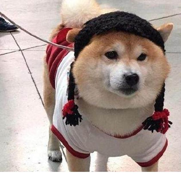 主人给胖柴犬戴假发柴犬一个眼神竟逗得主人哈哈大笑