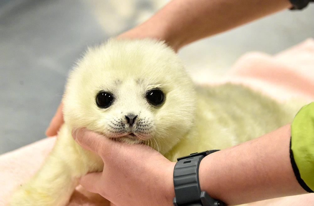 是可可爱爱的环斑海豹.心化了 .