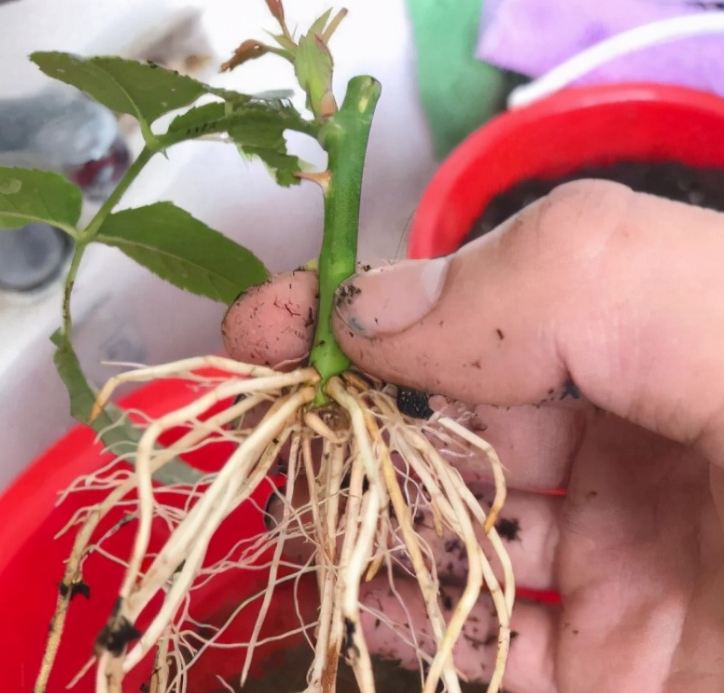 1月温度低却可以扦插1种植物生根早长得快来年就开花