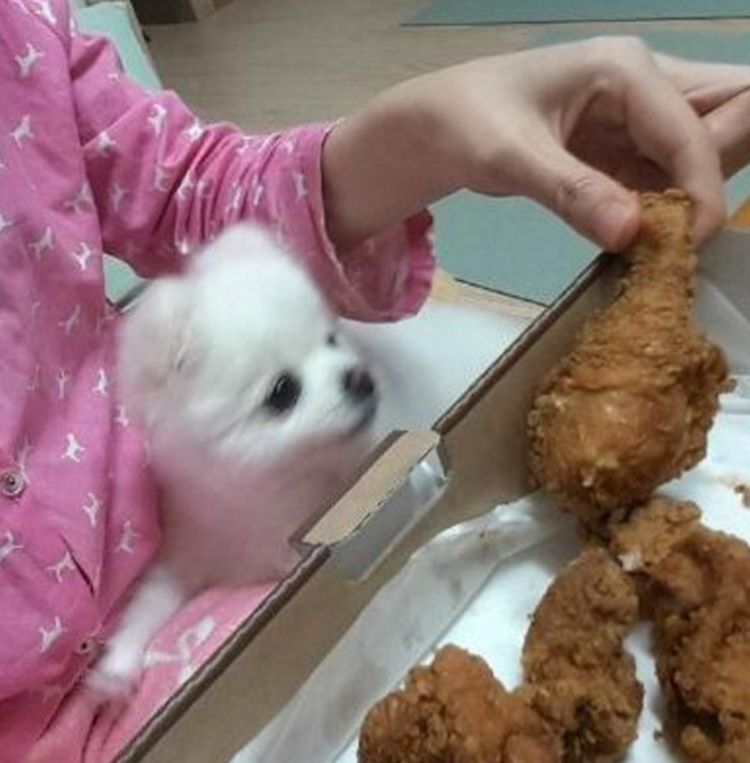 博美眼睁睁看着主人吃鸡腿讨要时被拒绝伤心欲绝趴在窝里