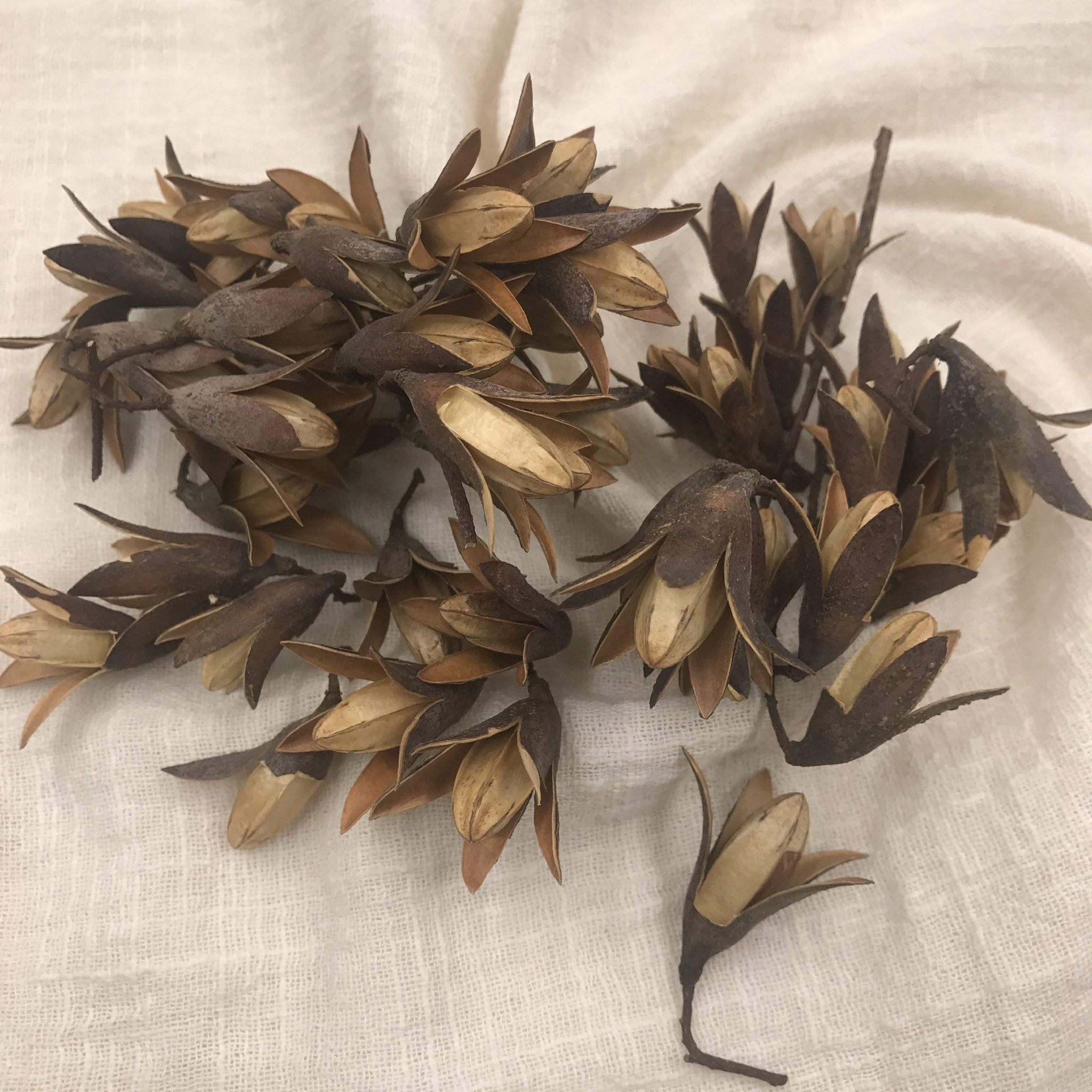 香椿籽价格高达50元一斤一次偶然的机会,在网上看到有人卖香椿树的