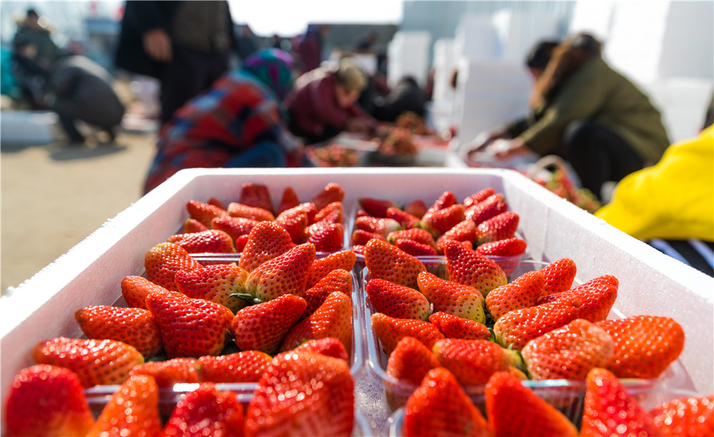 朴经理还告诉笔者,来黄川投资办厂,就是看好黄川原料来源的合格基地及