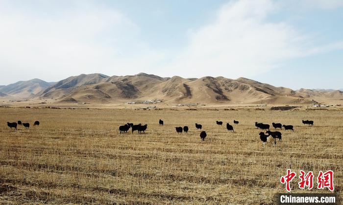 青海贵南:草原"黑珍珠"良种繁育助牧民增收|青海省|海南藏族自治州