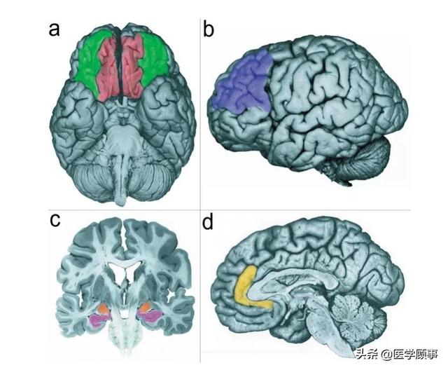 如何解读大脑与情绪的行为？__财经头条