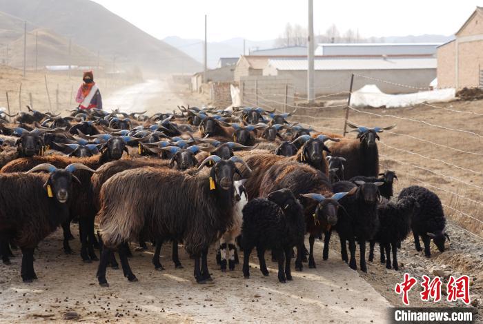 青海贵南草原黑珍珠良种繁育助牧民增收