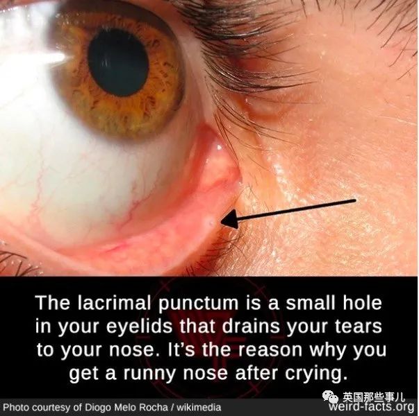 泪点是你下眼睑上的小洞,这个小洞会把你的眼泪排到鼻子.