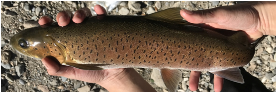 5亿的水电站,危及"水中大熊猫"川陕哲罗鲑|水电站|四川省|大熊猫_新浪