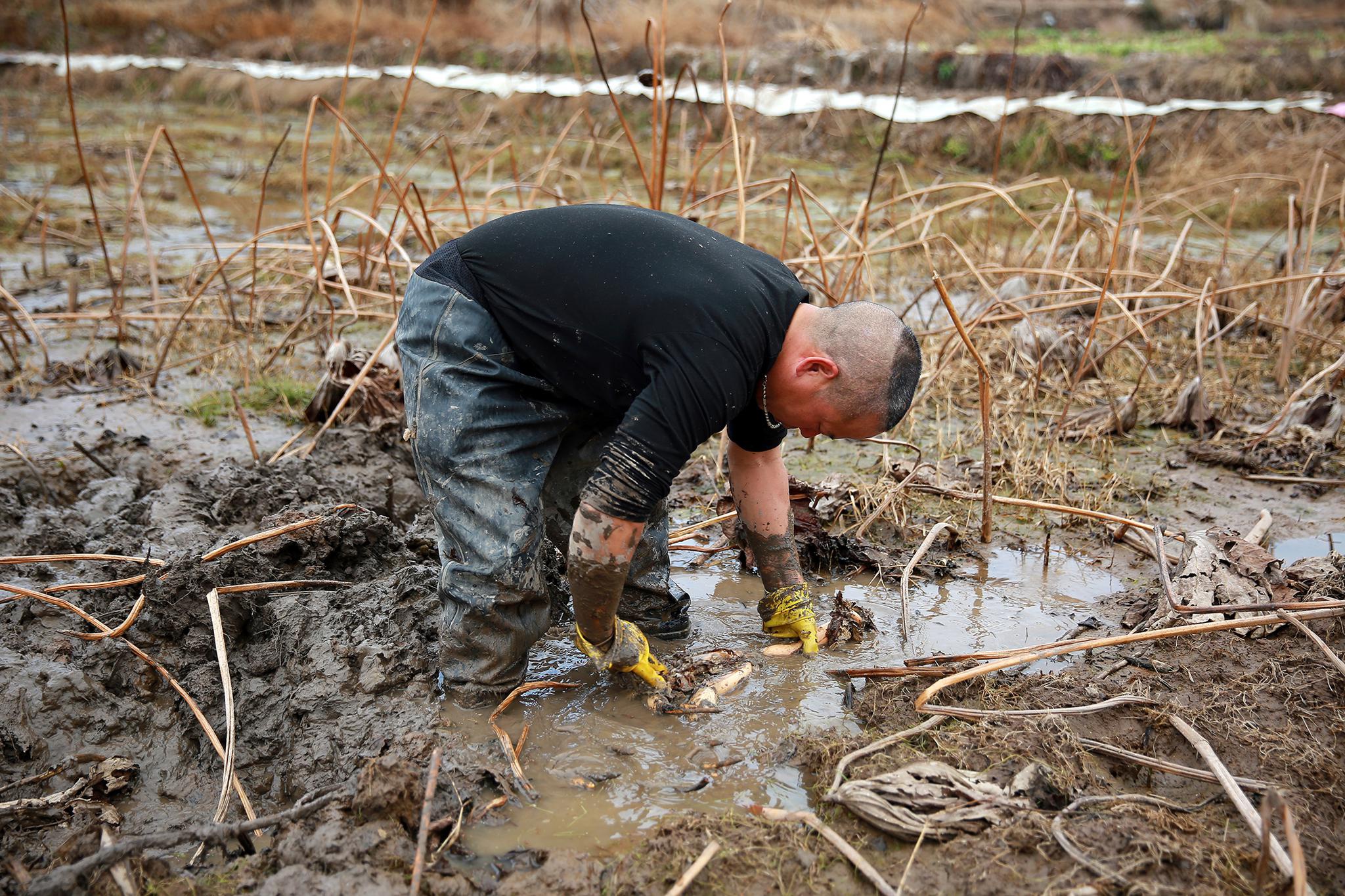冬日挖藕人 留住一份乡愁|胡师傅|莲藕|乡愁_新浪新闻