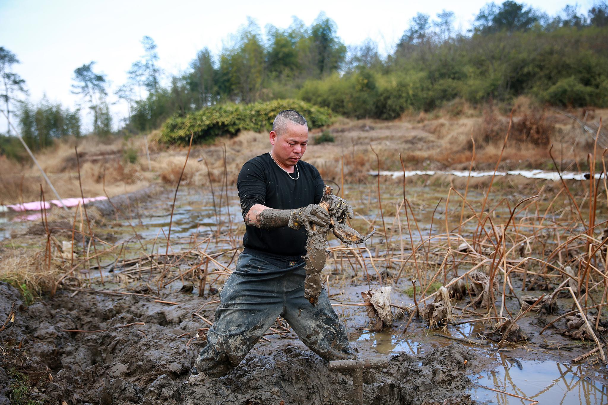 冬日挖藕人留住一份乡愁