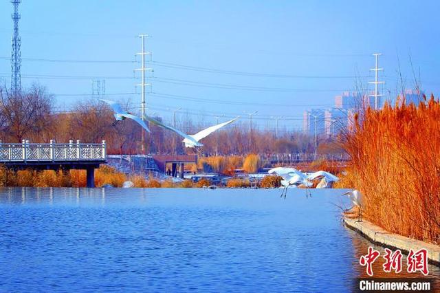 杜鹃河湿地公园里越冬的白鹭舞翩跹. 杨厚伟 摄