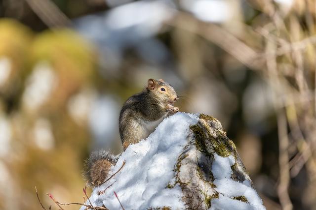 重庆金佛山迎降雪野生动物雪中觅食萌态十足