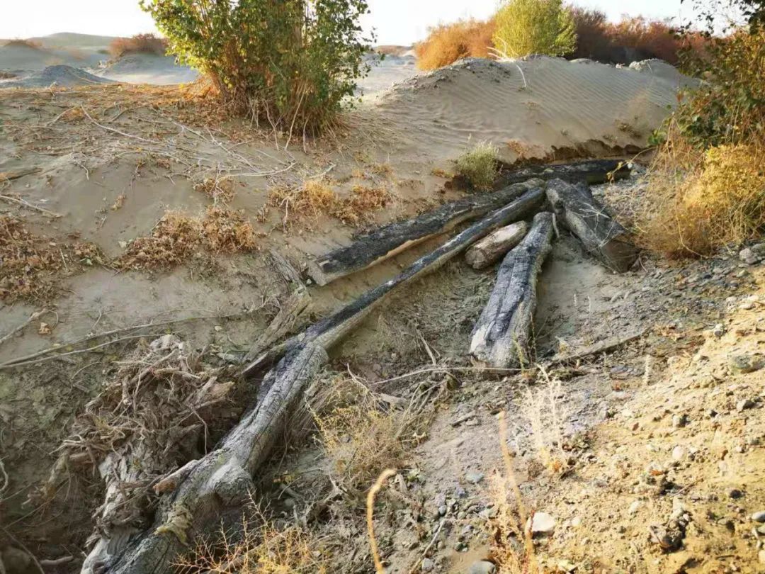 触目惊心万亩沙漠防护林被毁敦煌防沙最后屏障几近失守最新甘肃已成立