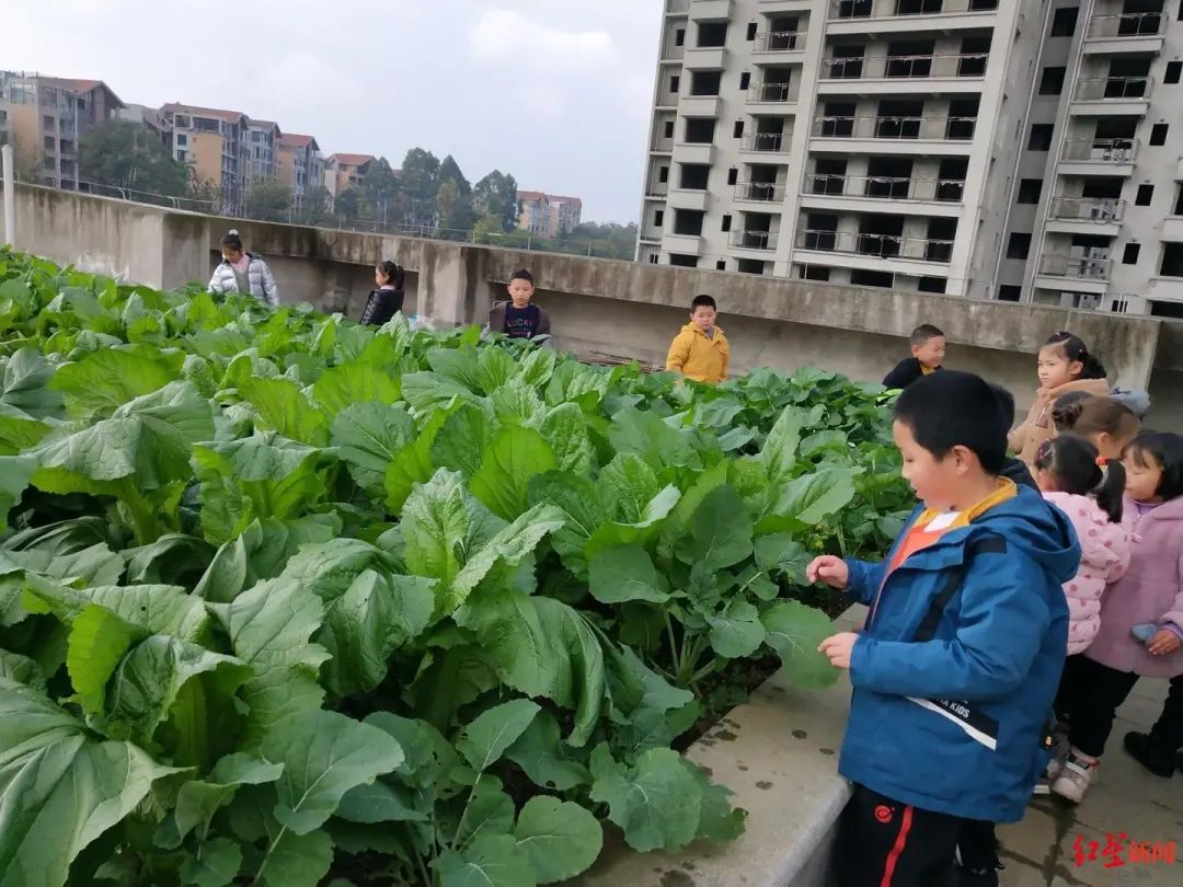 据金堂县金山小学校长张楠介绍,该校是一所新建学校,在修建时便在每栋