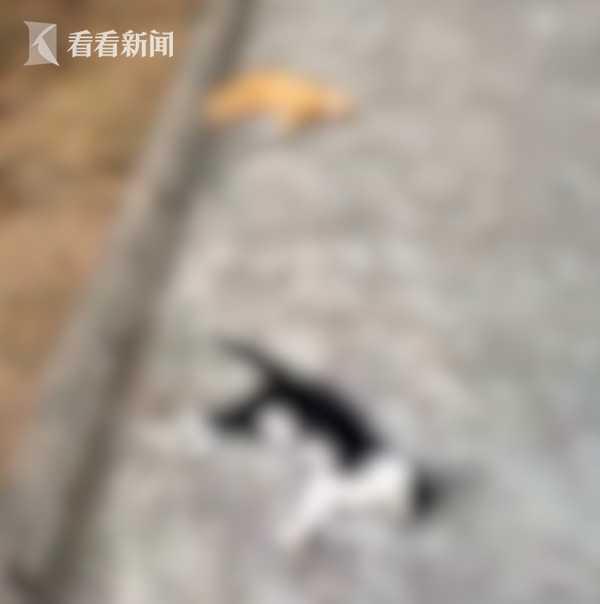 猫粮里投毒！女子毒死小区5只流浪猫 家人：害她得了皮肤病休闲区蓝鸢梦想 - Www.slyday.coM
