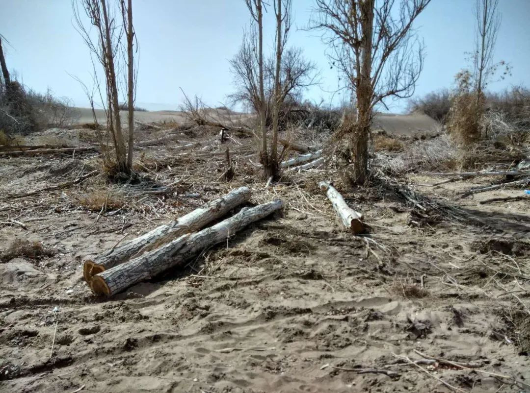 阳关林场经营部部长刘汉江对记者说,近十几年来没有大面积林地砍伐