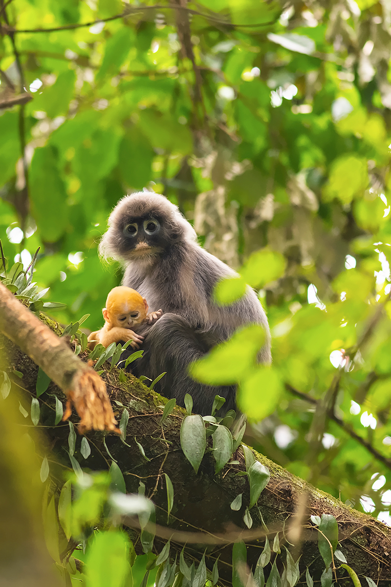 萌萌哒快来围观菲氏叶猴宝宝