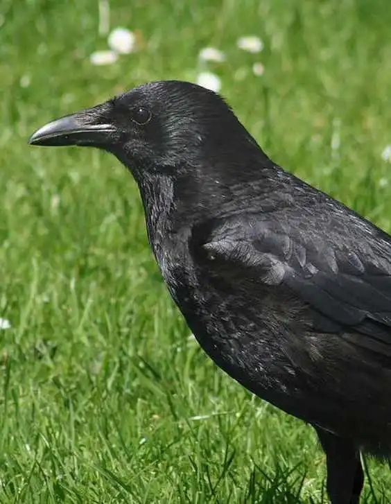 天下乌鸦一般黑你将这些色彩斑斓的可爱鸦鸦放在哪里丨动物蝌学