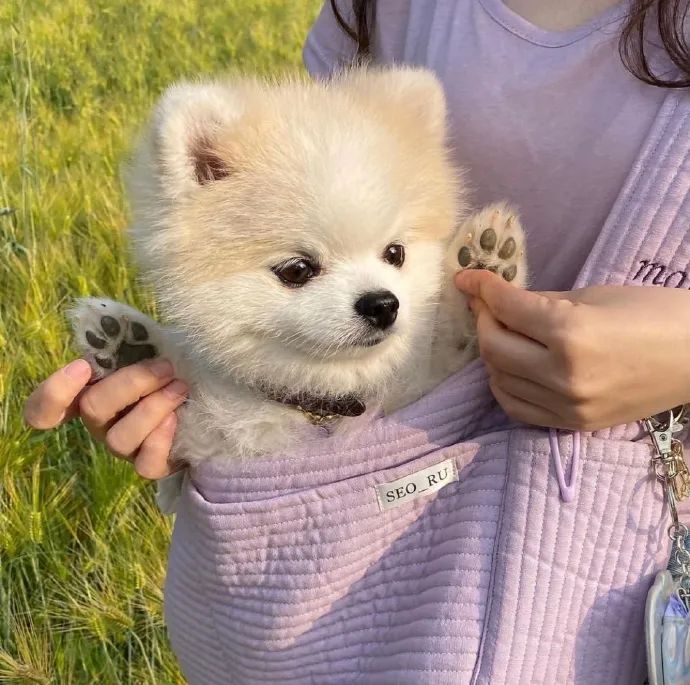 把狗勾揣兜里带回去!我滴妈口袋宝贝可爱超标了!__财经头条