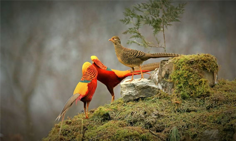罗栋梁建立华中国家生物种质资源库维护国家战略资源安全