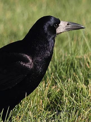 天下乌鸦一般黑你将这些色彩斑斓的可爱鸦鸦放在哪里丨动物蝌学