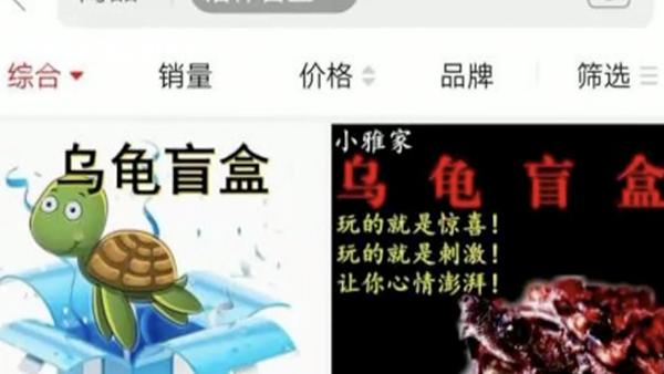 玩得起就下单?宠物"活体盲盒"公开售卖 商家:不接受退换和中差评