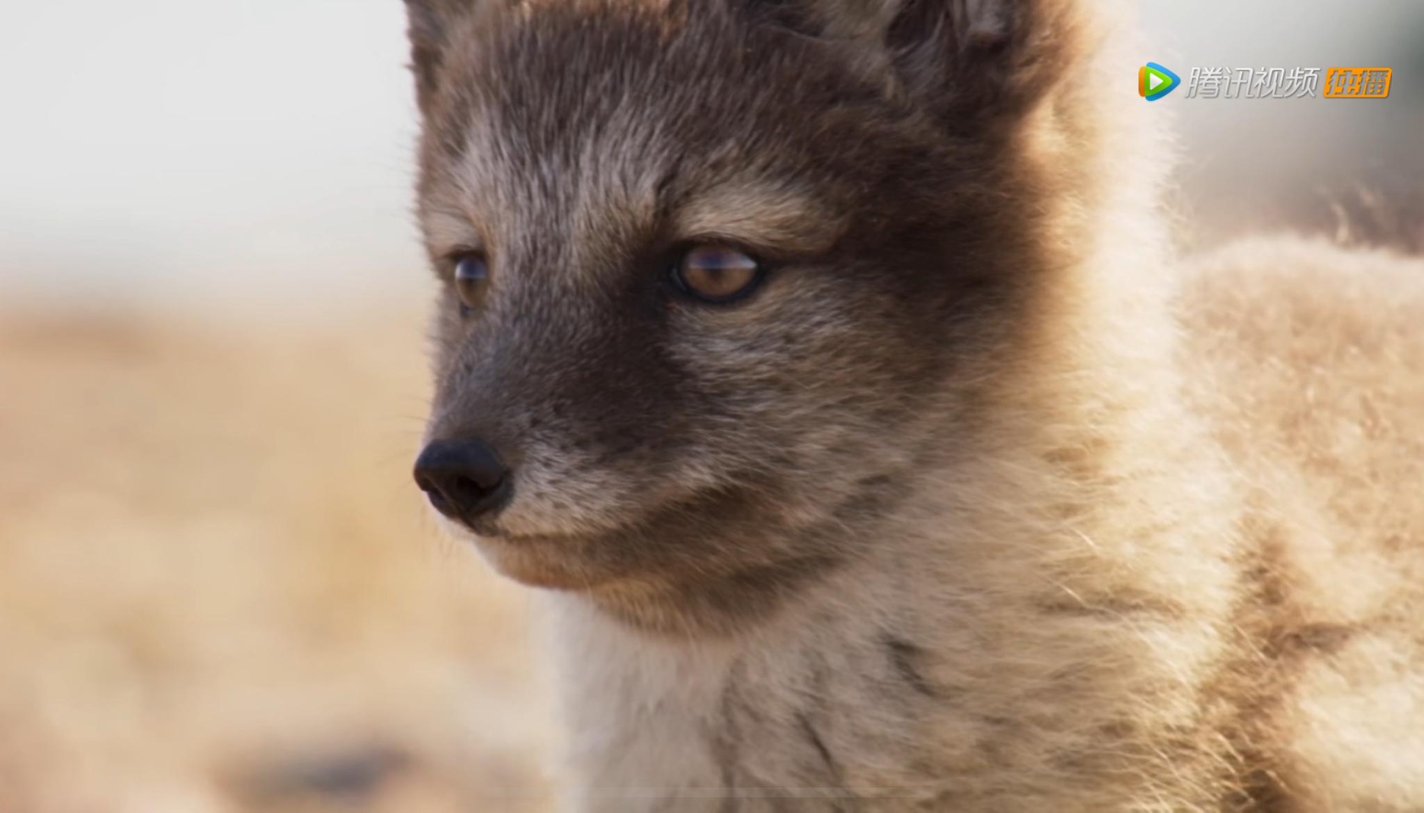 摄影师和北极狼互动