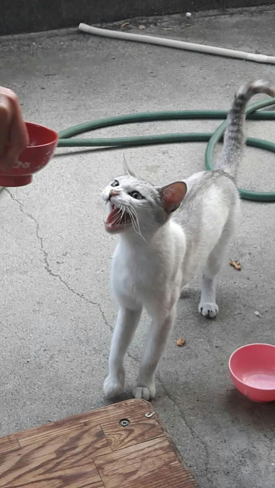 网友:油腻大叔养成记!