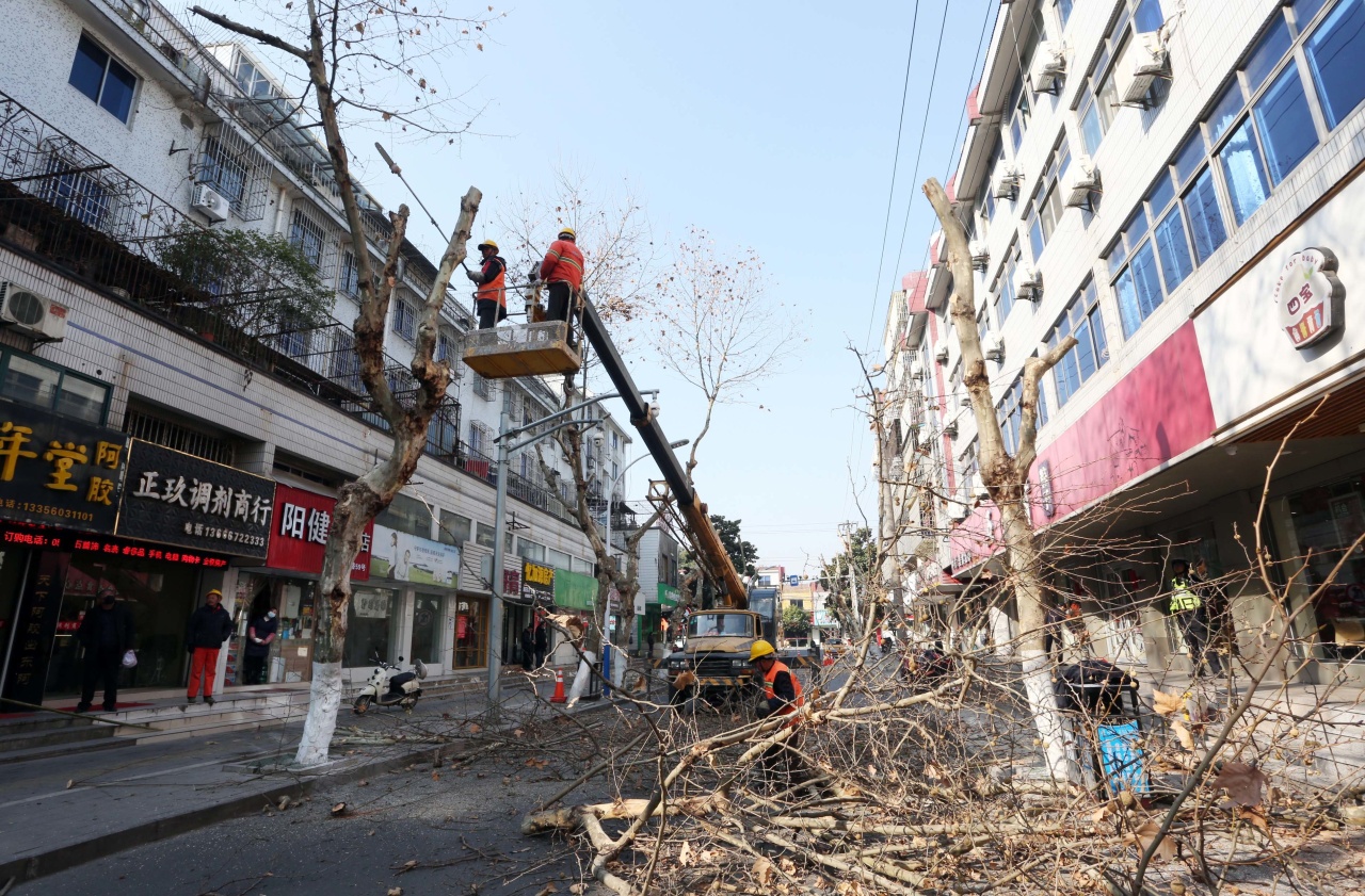 城区法国梧桐 冬季整形修剪