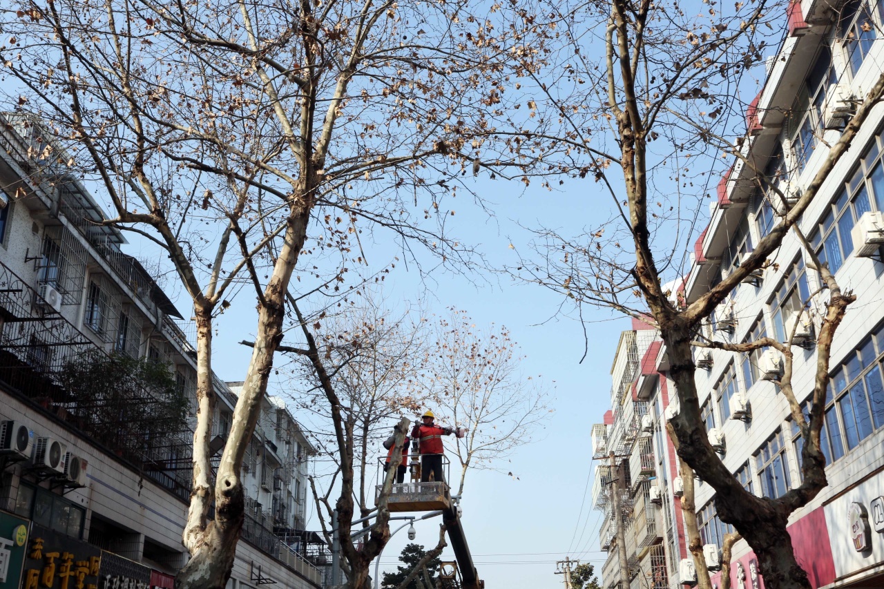 城区法国梧桐 冬季整形修剪