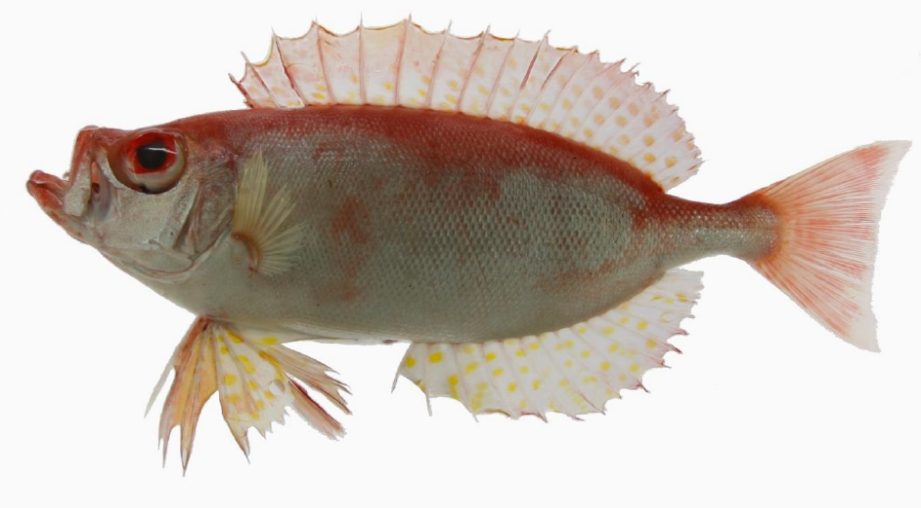 大眼鸡不是一只鸡 而是一条鱼 财经头条 大眼鸡不是一只鸡 而是一条鱼 财经头条