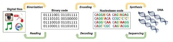 数据信息可以存储在DNA中，也可以反过来从DNA中读取数据信息。｜来自网络