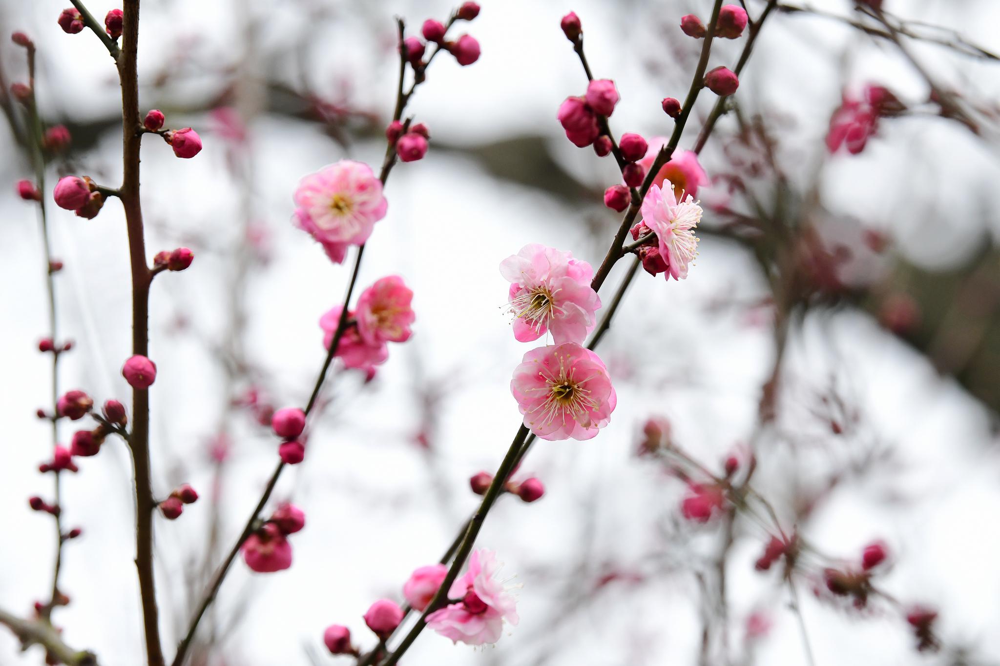 杭州孤山梅花渐次开