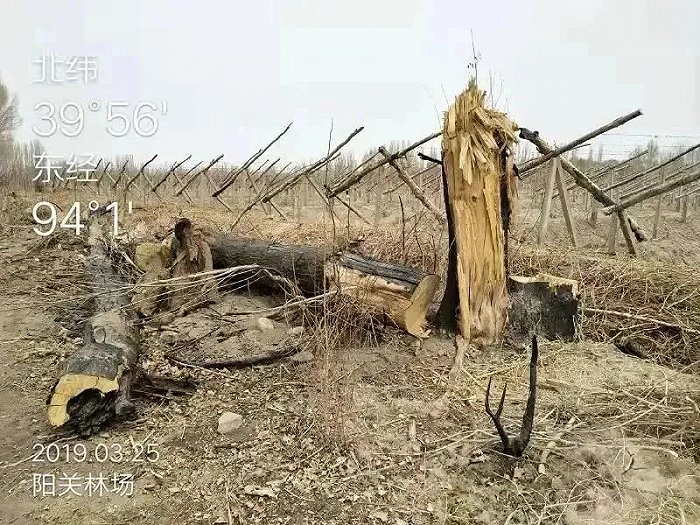 ▲报道中所示林场遭毁资料图