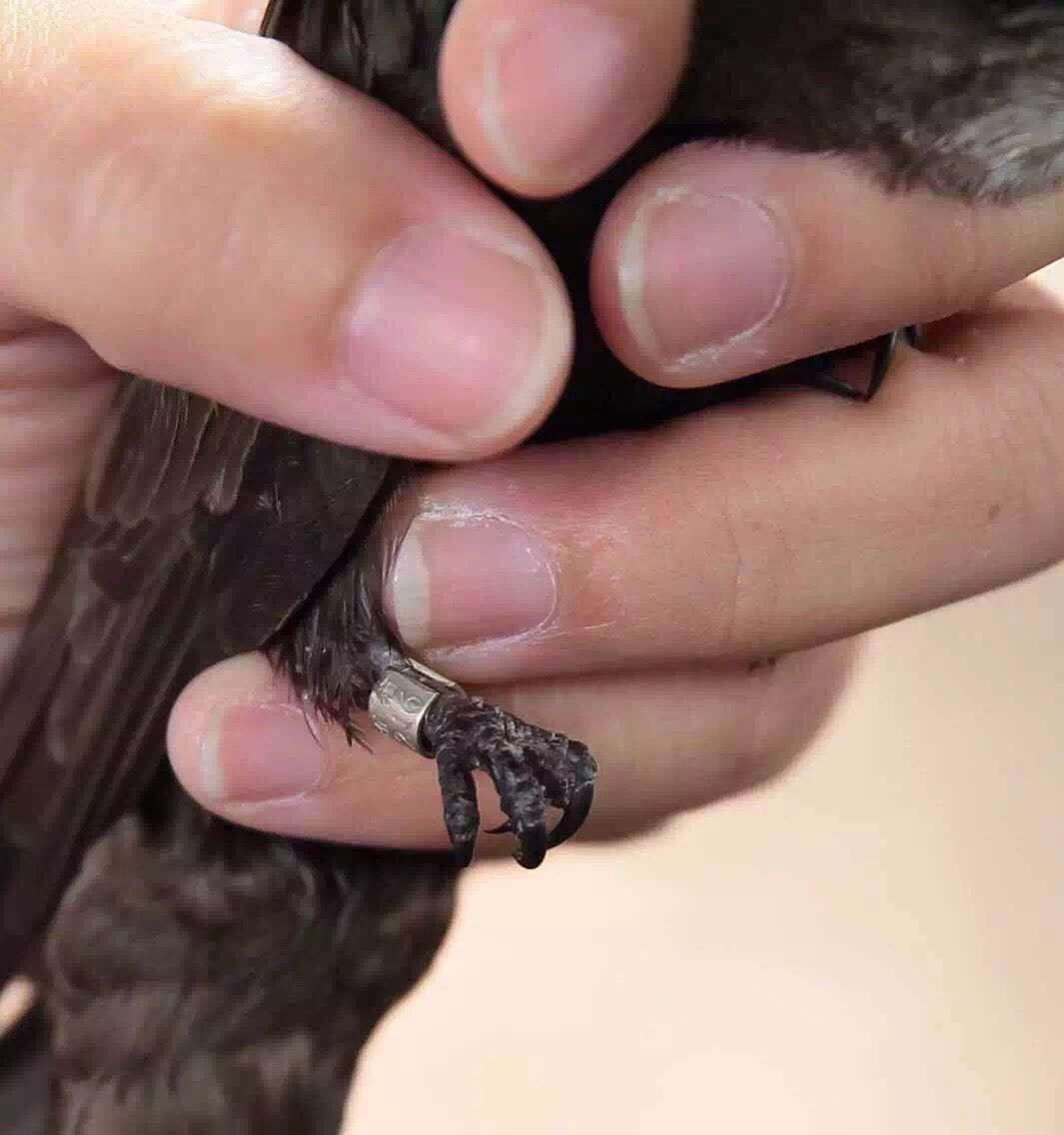 北京故事⑥追踪北京雨燕的人揭秘无脚鸟的万里迁徙
