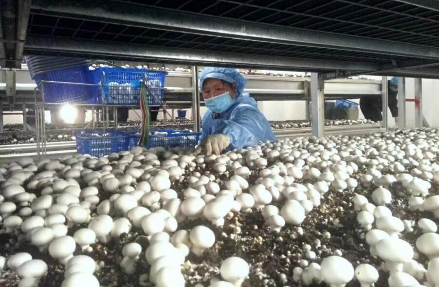 培育蘑菇。定远县委宣传部供图