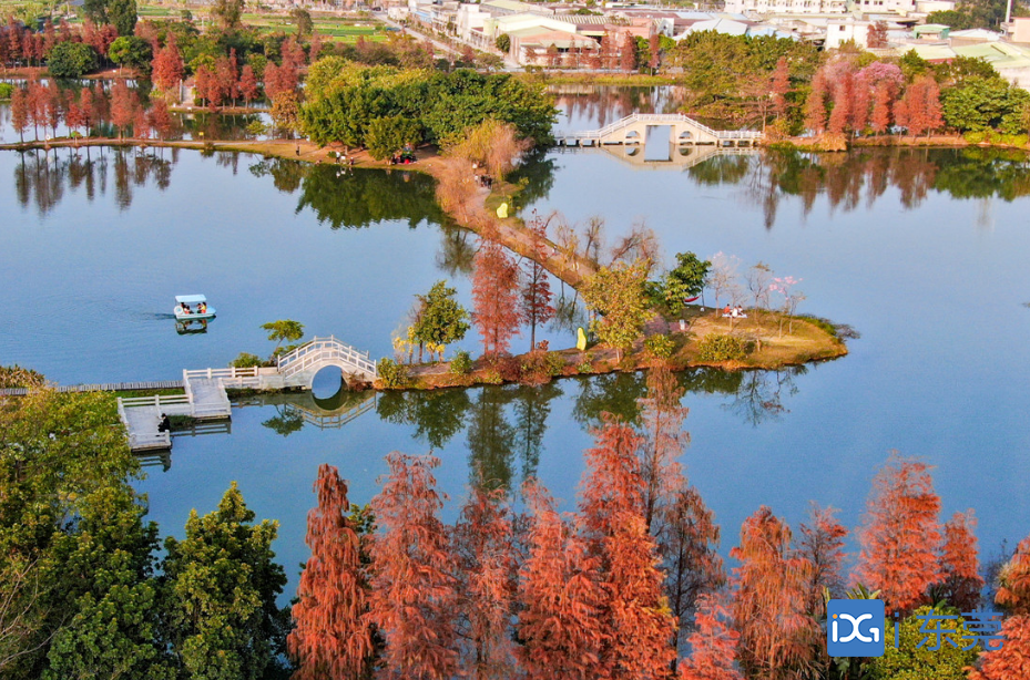 如诗如画道滘北岛公园落羽杉进入最佳观赏期