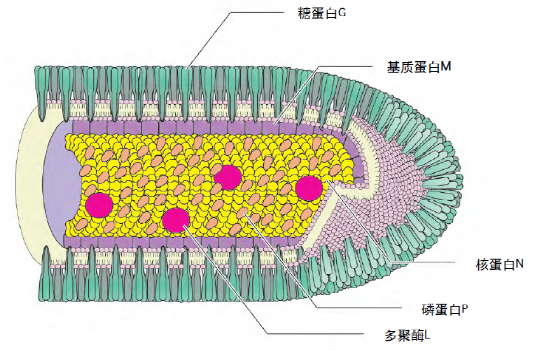 从病毒研究所跑出去啥动物?